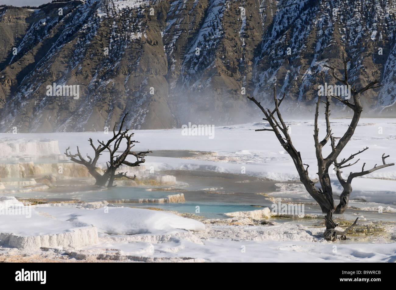 Abstrakte tote Bäume und Mount Everts Grate an der Main-Terrasse am dampfenden Mammoth Hot Springs Yellowstone Nationalpark Wyoming USA im winter Stockfoto