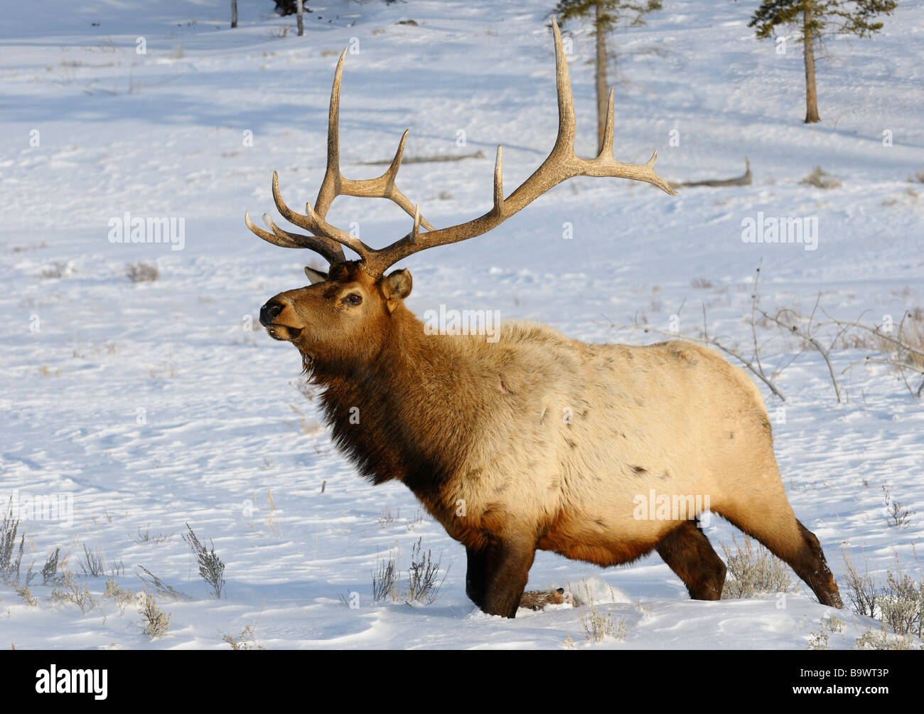 Reifen bull Elk mit Geweih Wandern im Tiefschnee bei blacktail Rotwild plateau Yellowstone National Park, Wyoming, USA Stockfoto