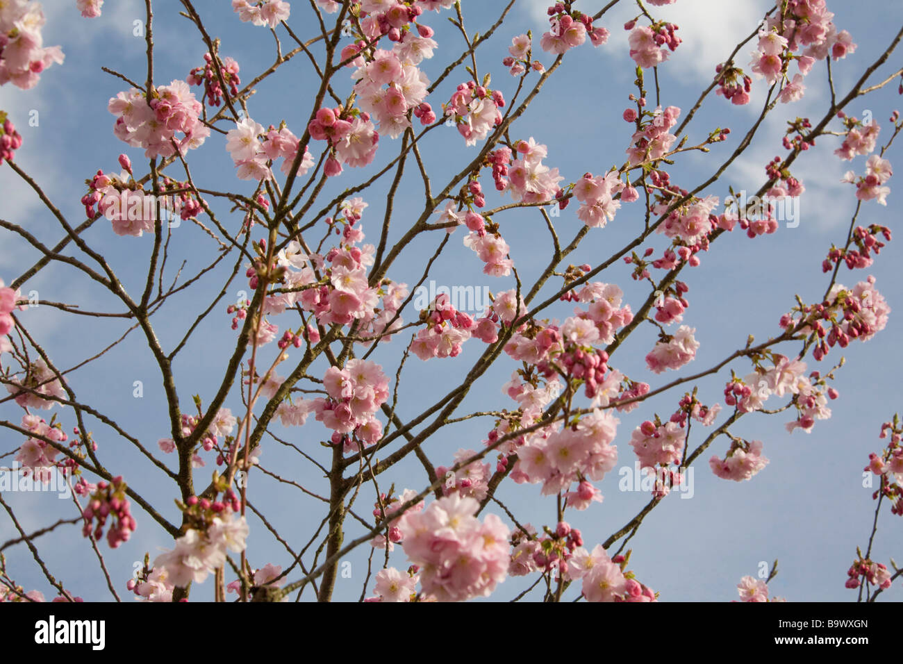 Frühling - Kirschblüte. Heaton Mersey, Stockport, grösseres Manchester, Vereinigtes Königreich. Stockfoto