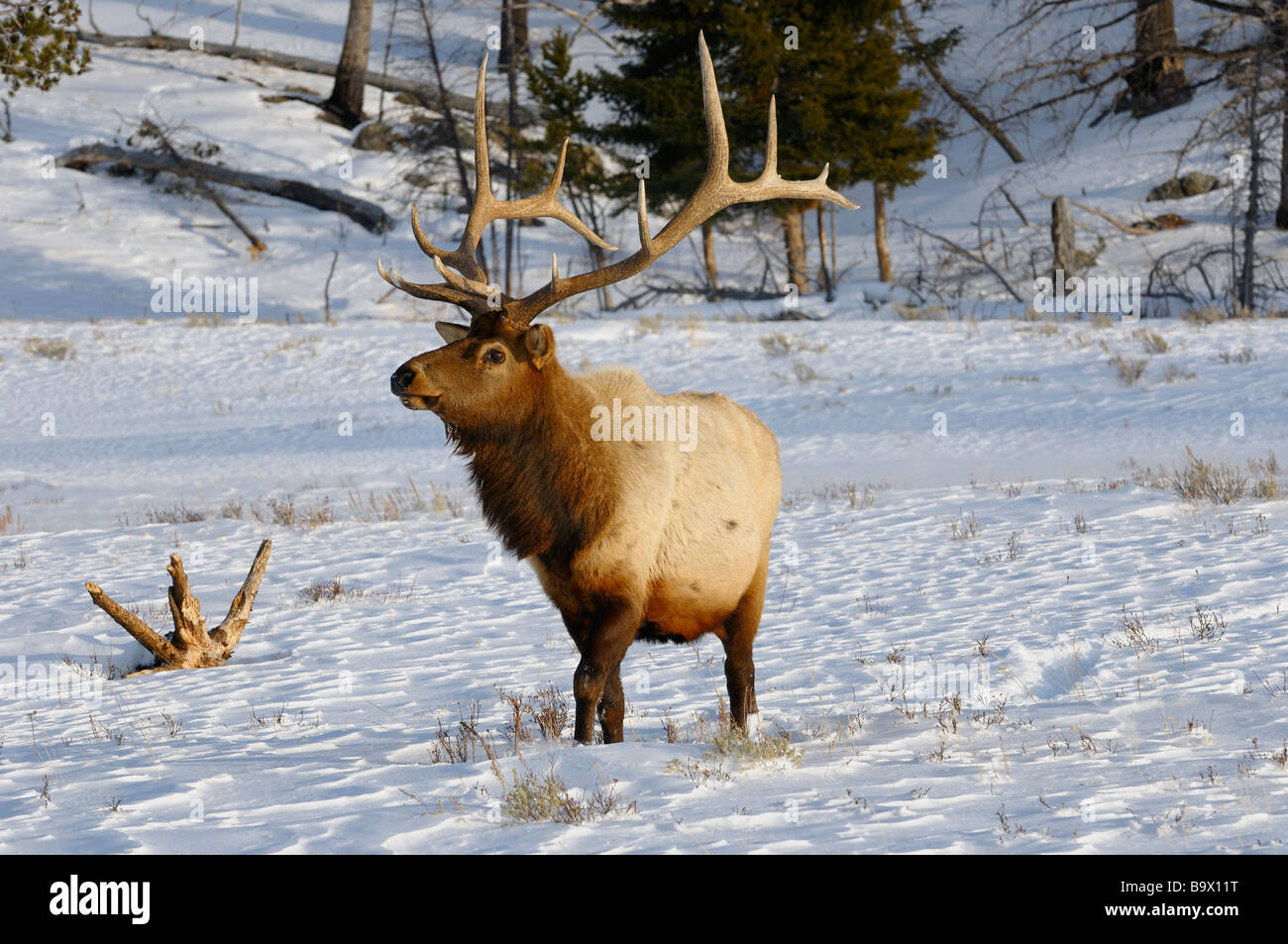 Reife männliche Elch mit Geweih Wandern im Schnee am blacktail Rotwild plateau Yellowstone National Park, Wyoming Stockfoto