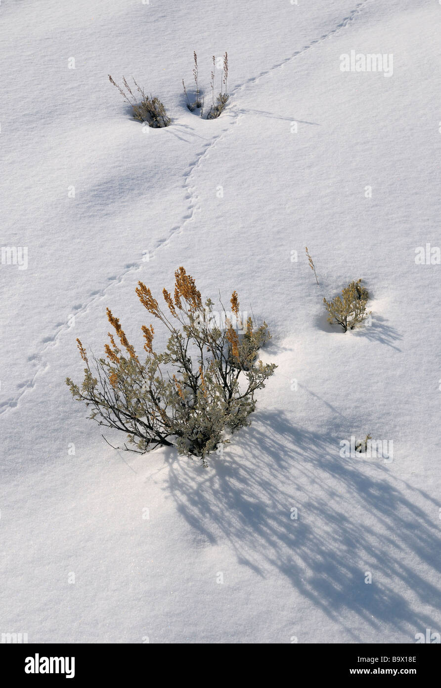 Deer Mouse Tracks auf frischen Schnee mit sagebrush in der Nähe von blacktail Deer Creek Yellowstone National Park Wyoming im Winter Stockfoto