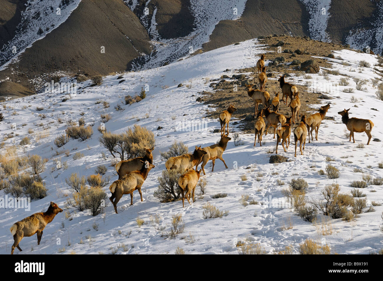 Herde von weiblichen Elch bewegen sich Schnee bedeckt Grat am Mount Everts Lava Creek in den Yellowstone National Park in Wyoming USA im winter Stockfoto