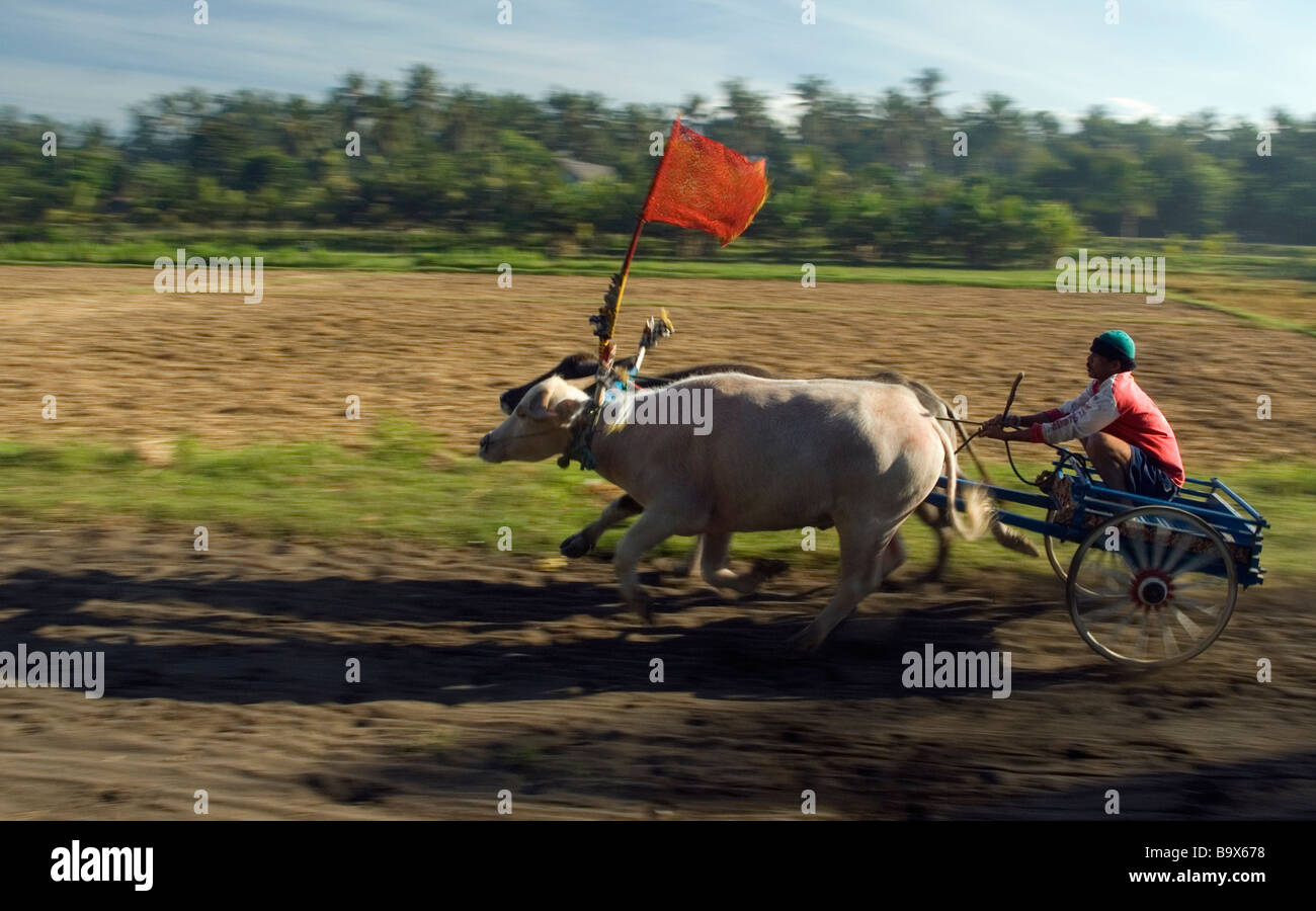 Balinesische Büffel Chariot Rennen ist einzigartig nach westlichen Bali Stockfoto