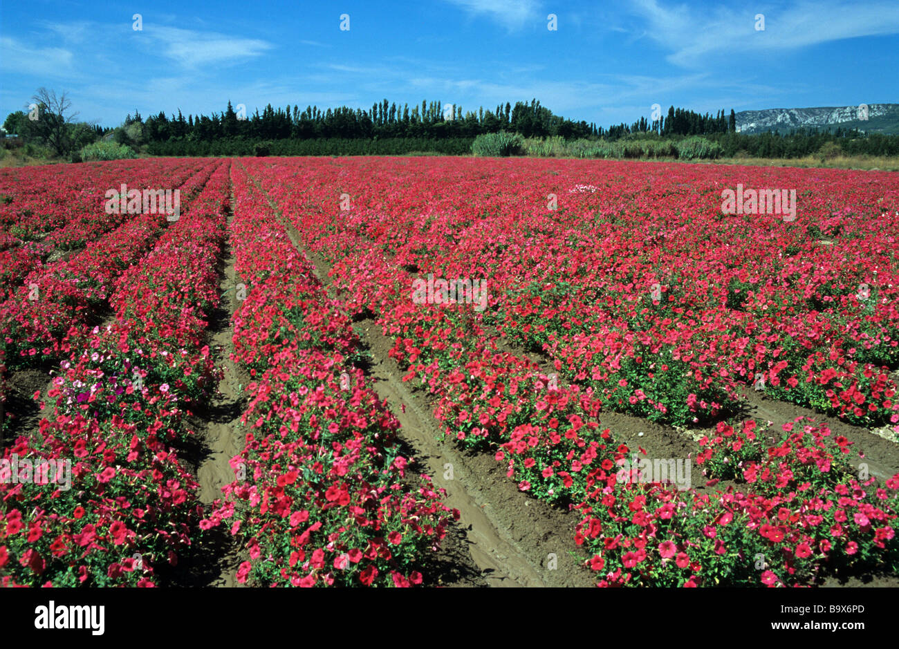 Reihen von gemeinsamen roten Petunien im Feld in kommerziellen Blume Kindergarten, Durance-Tal, Provence, Frankreich Stockfoto