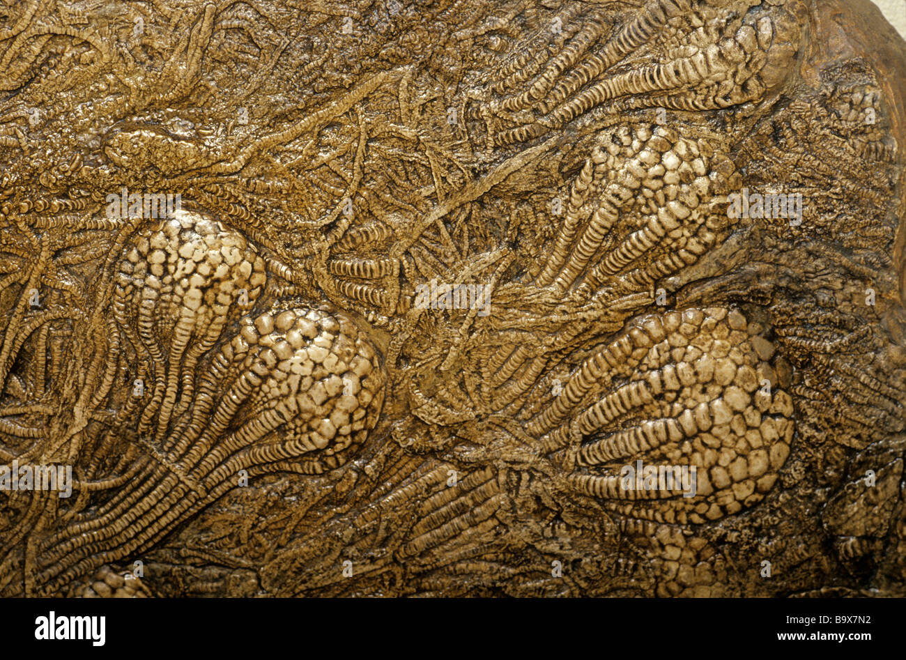 Fossilen Seelilien aus der späten Kreidezeit Periode Niobrara Formation Kansas Stockfoto