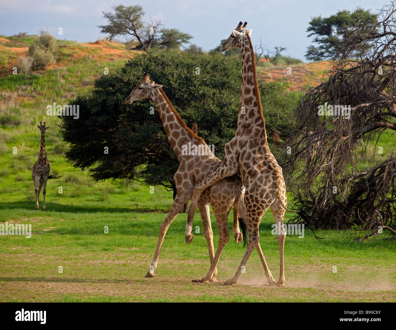 Giraffe Paarung Stockfoto