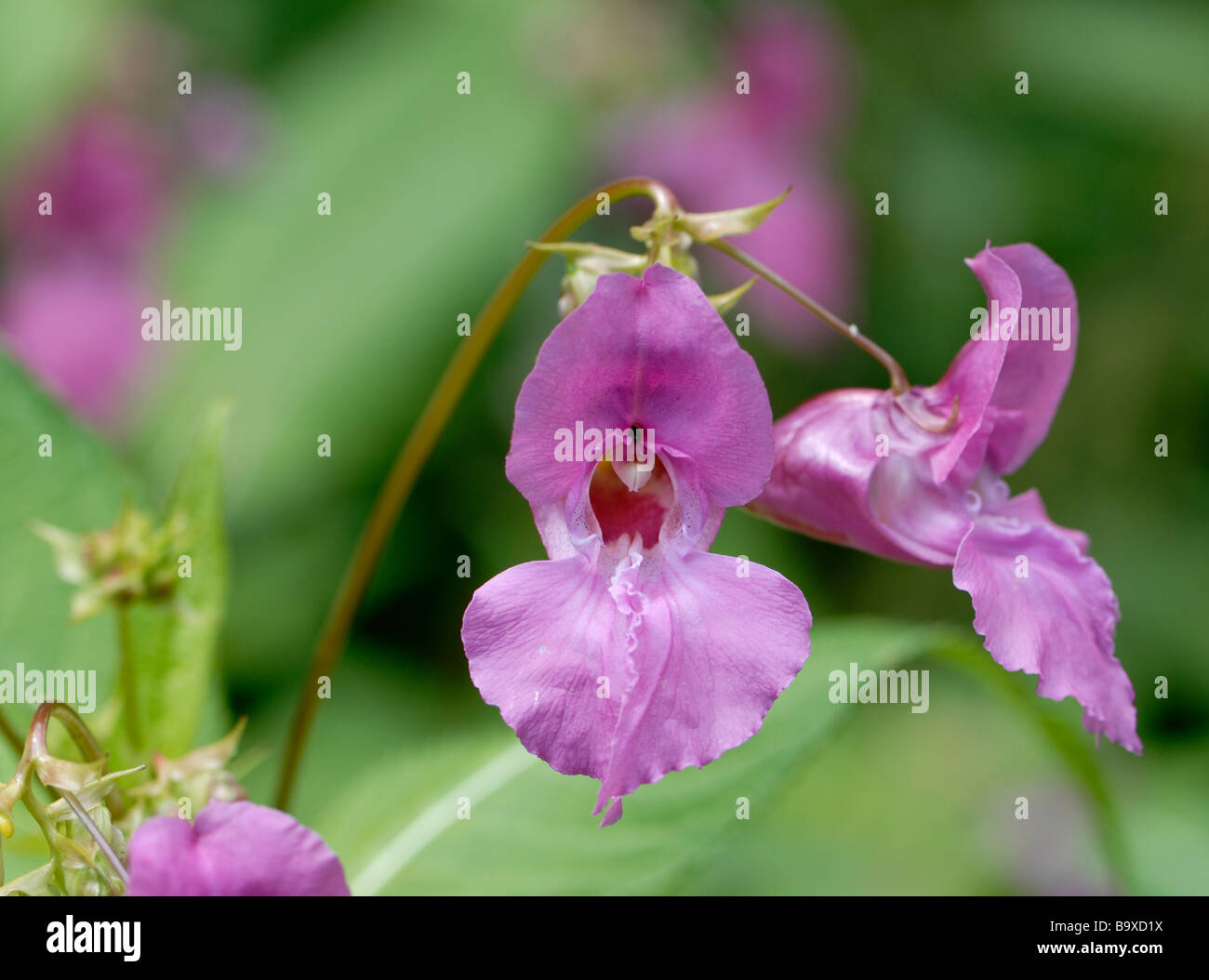 Blumen der Drüsige Springkraut (Impatiens Glandulifera). Stockfoto