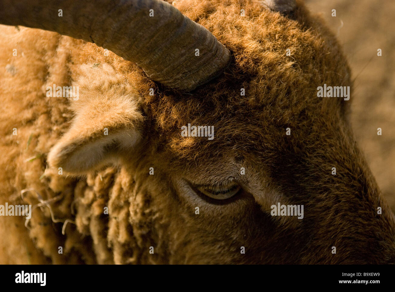 RAM-Ziege-Schaf-Farm in der Nähe Horn Auge Pelz Mantel wolle warm braun Ohr Wales Sonne Stockfoto