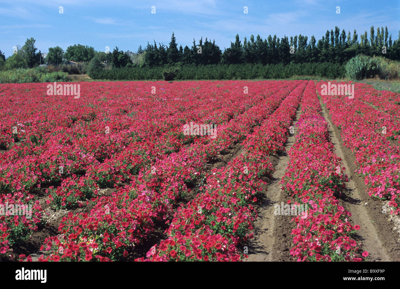 Reihen von gemeinsamen roten Petunien wächst in einem Feld in einem kommerziellen Blume Kindergarten, Durance-Tal, Provence, Frankreich Stockfoto