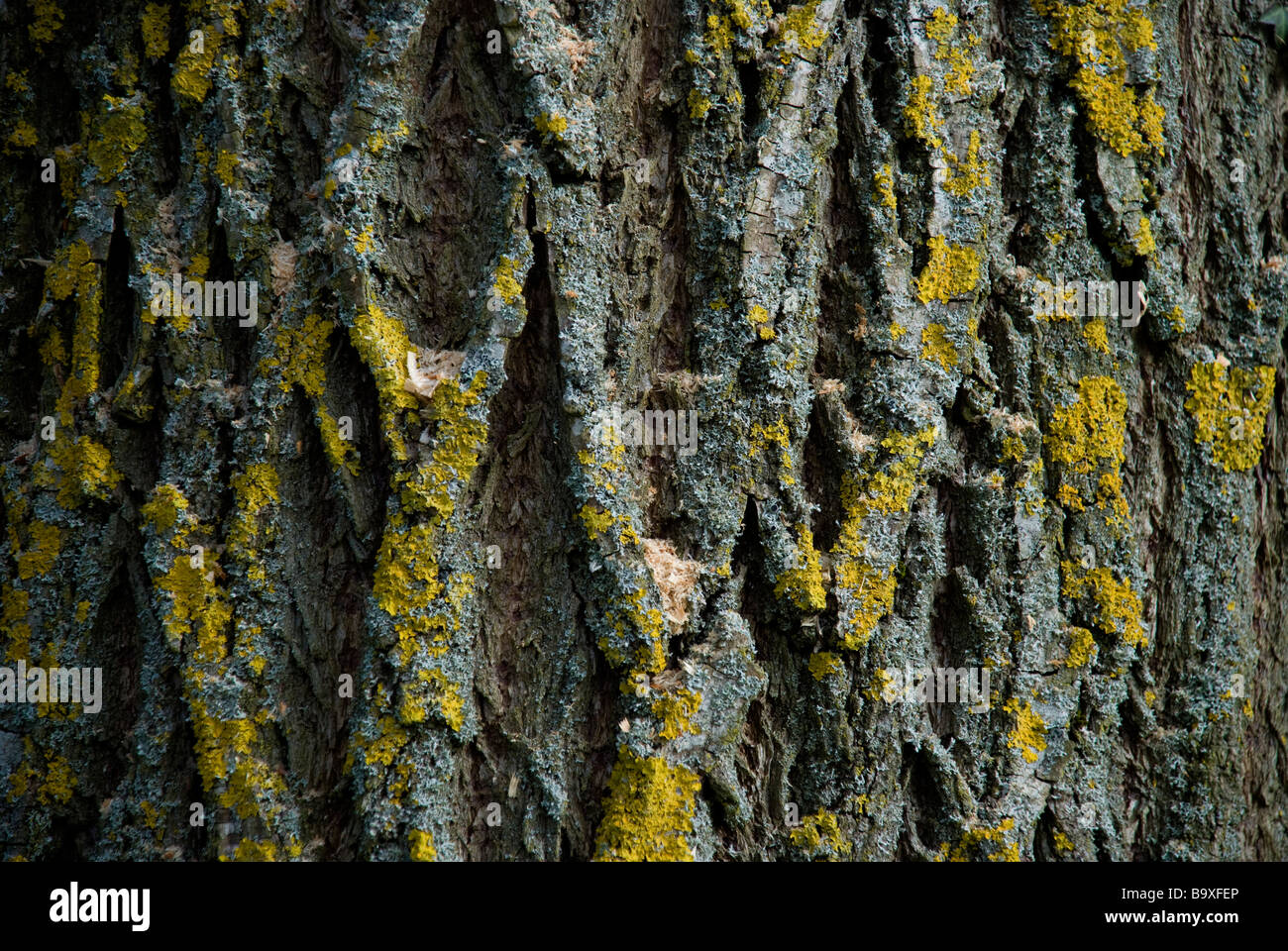 bellen Baum gelbe alte Textur Muster grobe Hintergrund Schimmelbildung Alter Forrest Holz Stockfoto