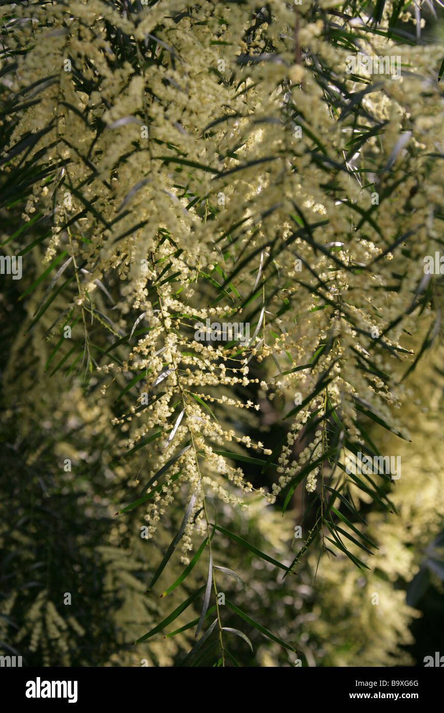 Rice-Akazie, Acacia Riceana "Exeter Hybrid", Fabaceae, Australien Stockfoto