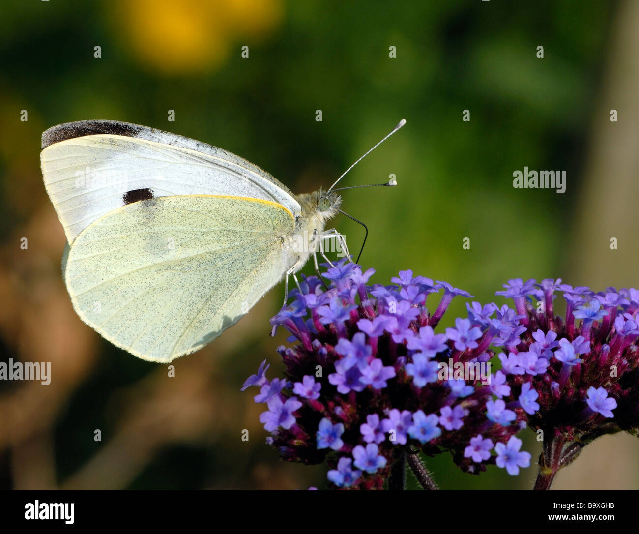 Ein großes weißes Schmetterling (Pieris Brassicae) ernährt sich von einer Verbena Bonariensis Blume. Stockfoto