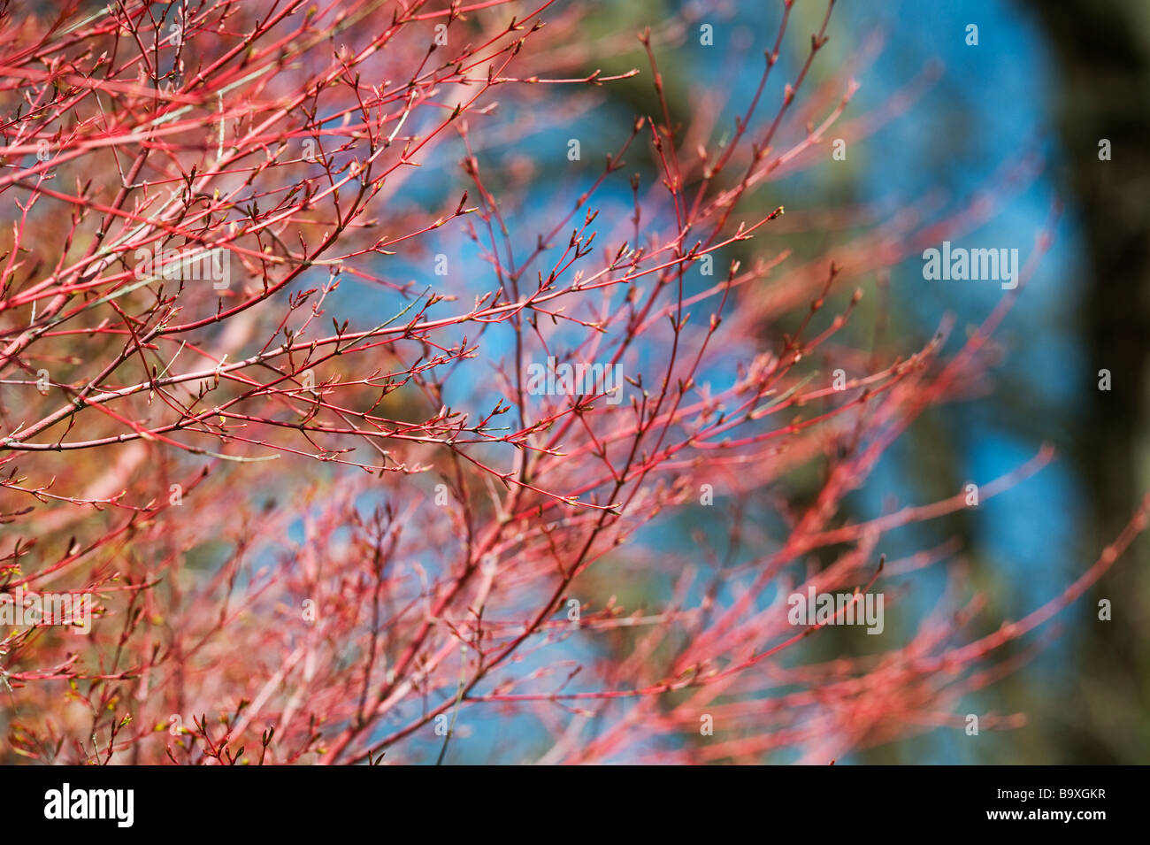 Acer palmatum Ango-kaku'. Der japanische Ahorn ango-kaku'. Coral - Rinde Ahorn rot Junge Zweige im April. Großbritannien Stockfoto