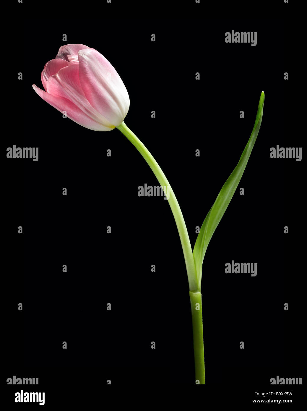 Tulip Stockfoto