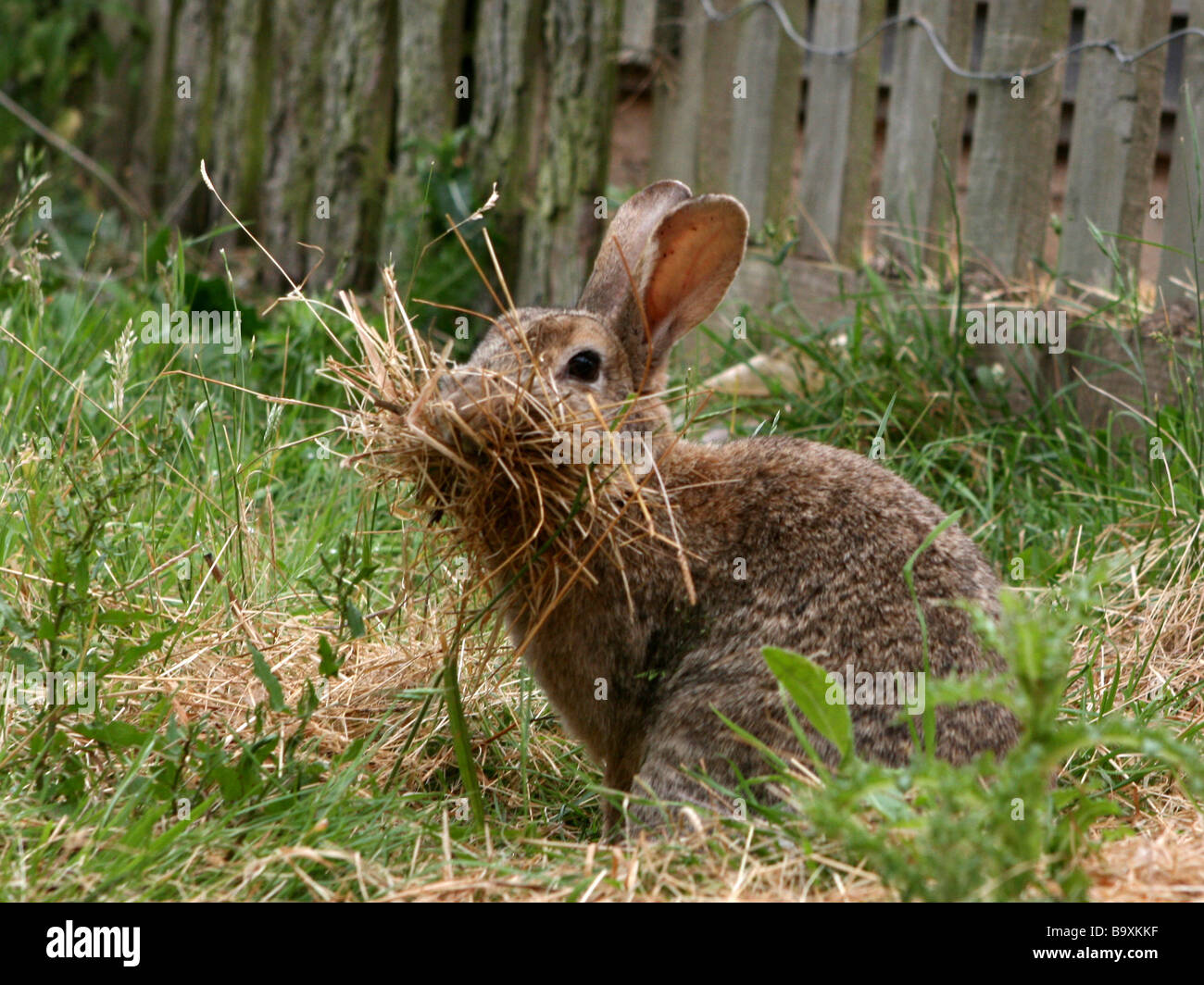Ein wilden Kaninchen nisten - ein Nest baut Stockfotografie - Alamy