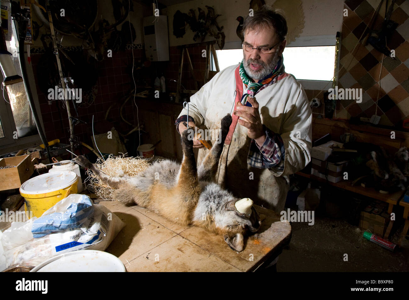 Handwerker bei Füllung ein Fuchs Stockfoto