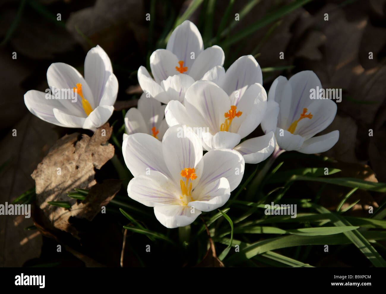 Weiße Krokusse, Crocus Vernus, Crocoideae, Iridaceae Stockfoto