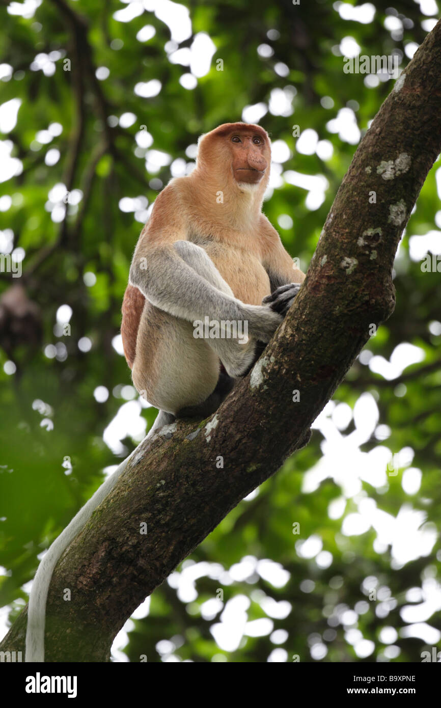 Porträt von männlichen Proboscis Monkey Nasalis Larvatus unteren Kinabatangan Wildlife Sanctuary Borneo Stockfoto