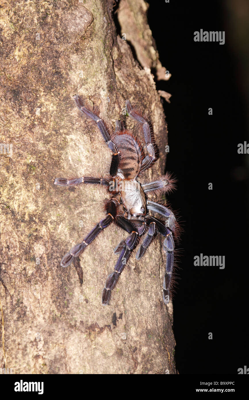 Baum Wohnung Tarantel Danum Valley Conservation Area Sabah Borneo Stockfoto