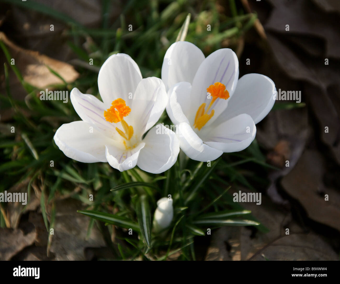 Weiße Krokusse, Crocus Vernus, Crocoideae, Iridaceae Stockfoto