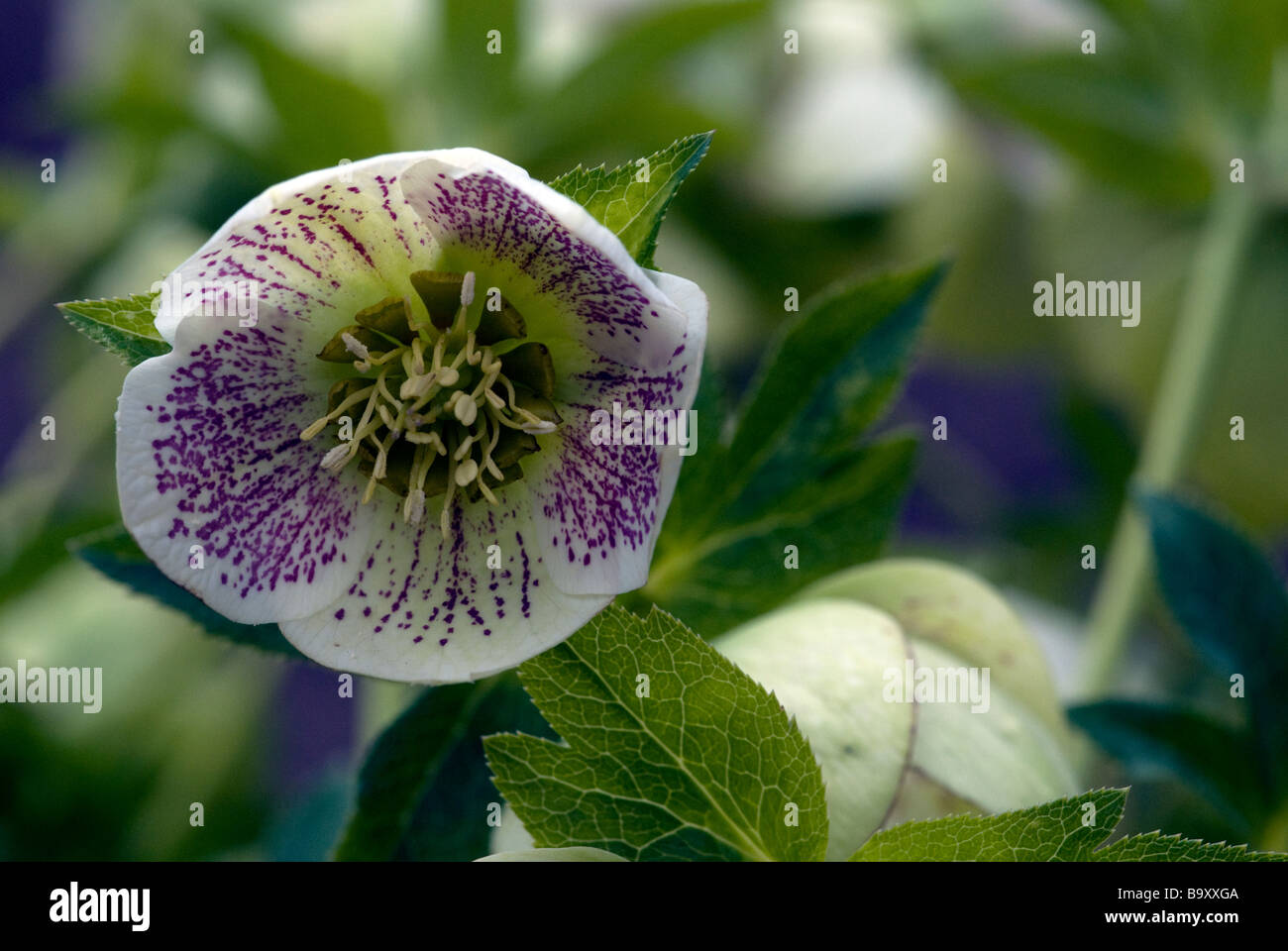 Christrose Helleborus (Butterblume), Fastenzeit Rose. Stockfoto