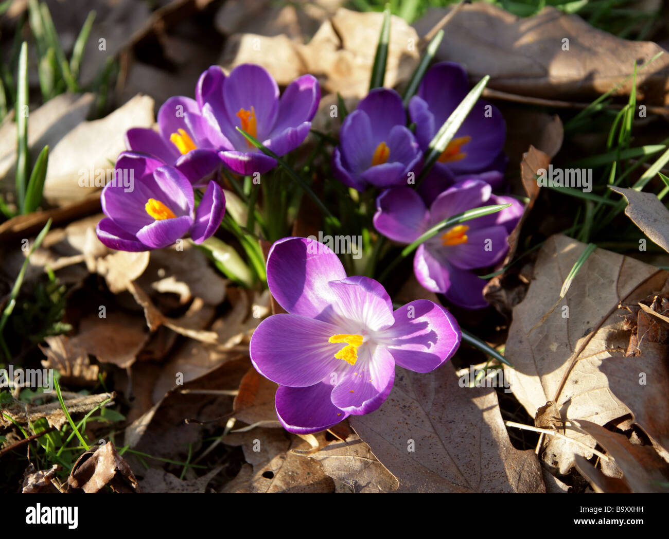 Lila Krokusse, Crocus Vernus, Crocoideae, Iridaceae Stockfoto