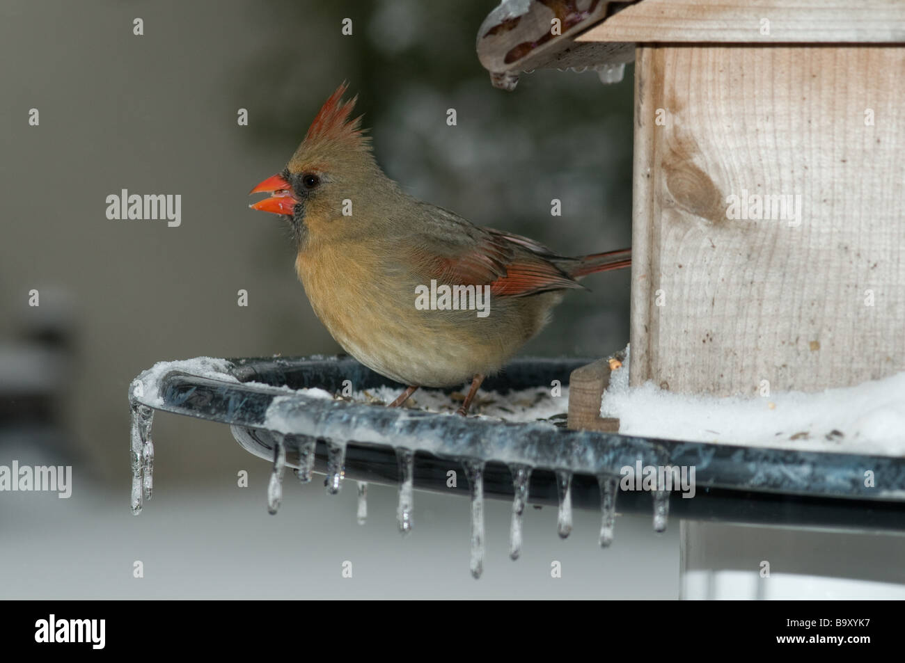 Cardinal Red Bird in Futterstation Stockfoto