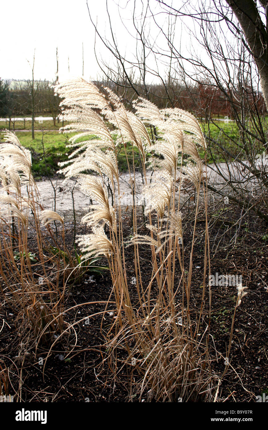 MISCANTHUS SINENSIS GROBE FONTANE. DEKORATIVE GRASS. Stockfoto