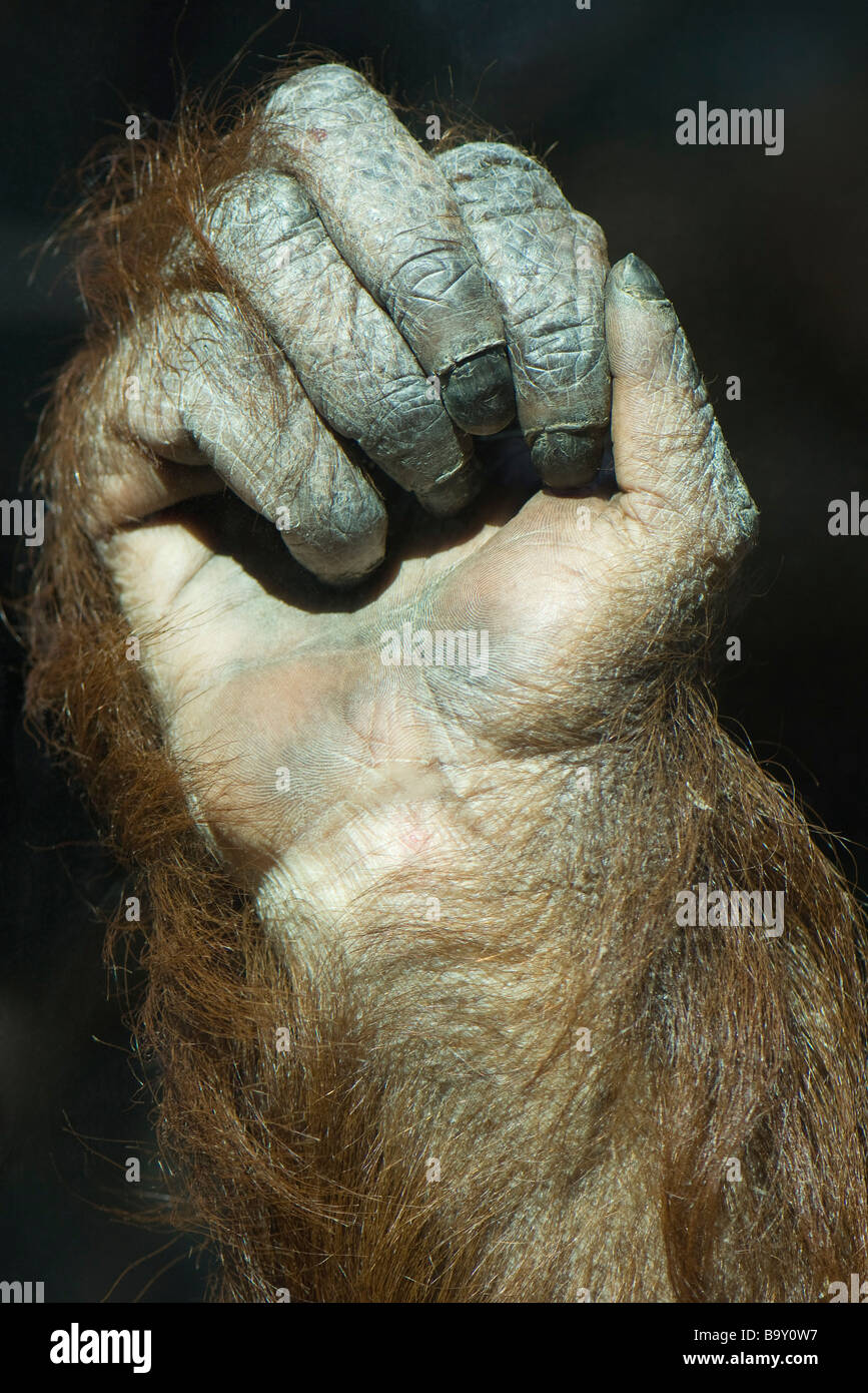 Orang-Utan (Pongo Pygmaeus), ballte die Faust Stockfoto