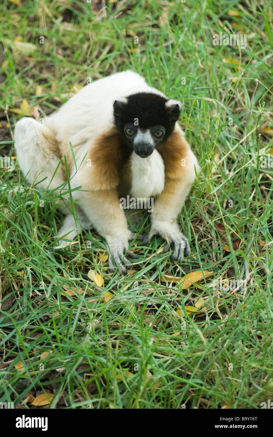 Matrizengeformte Sifaka (Propithecus Diadema) Stockfoto