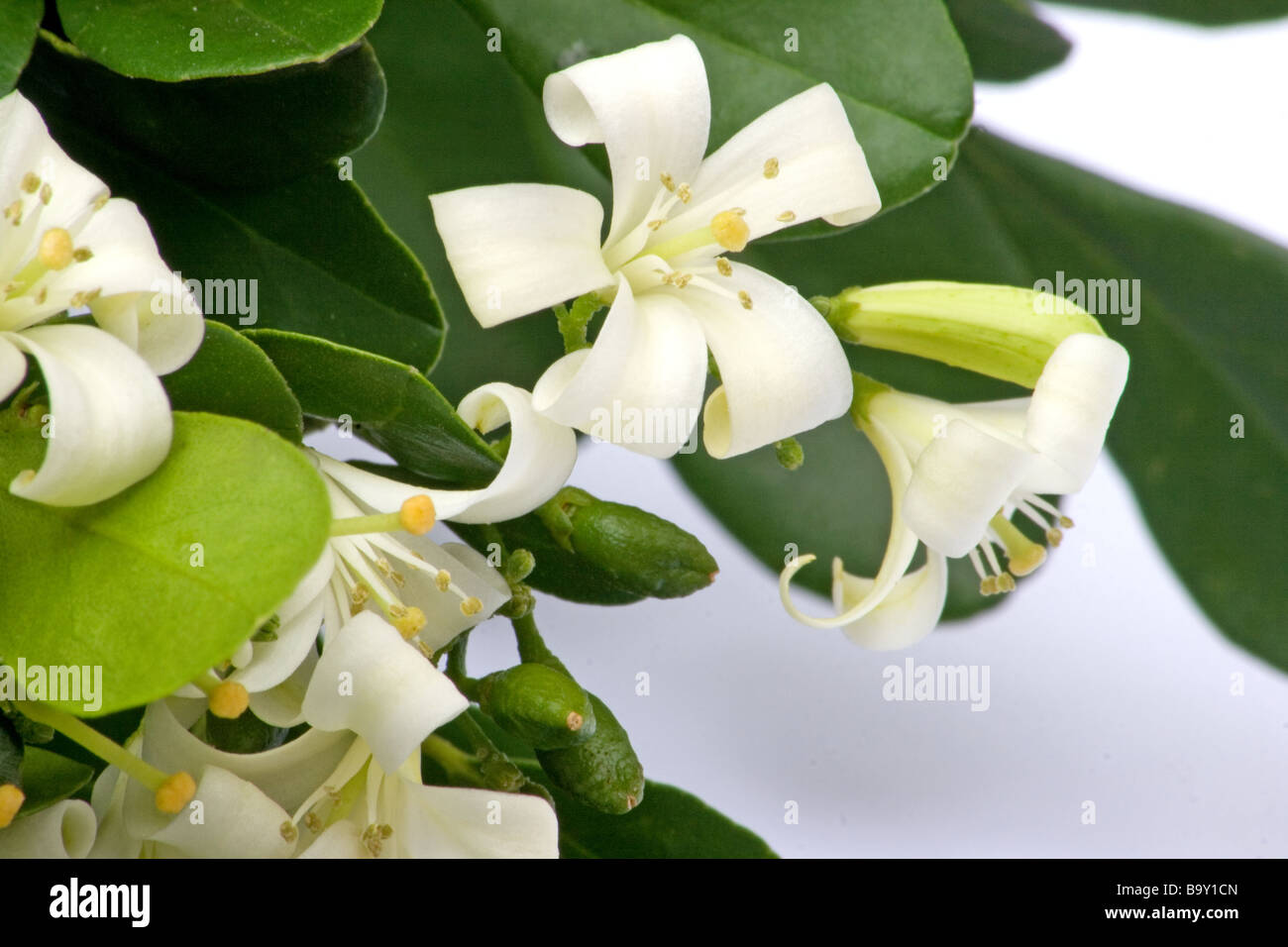 Orange jasmine Fotos und Bildmaterial in hoher Auflösung Alamy