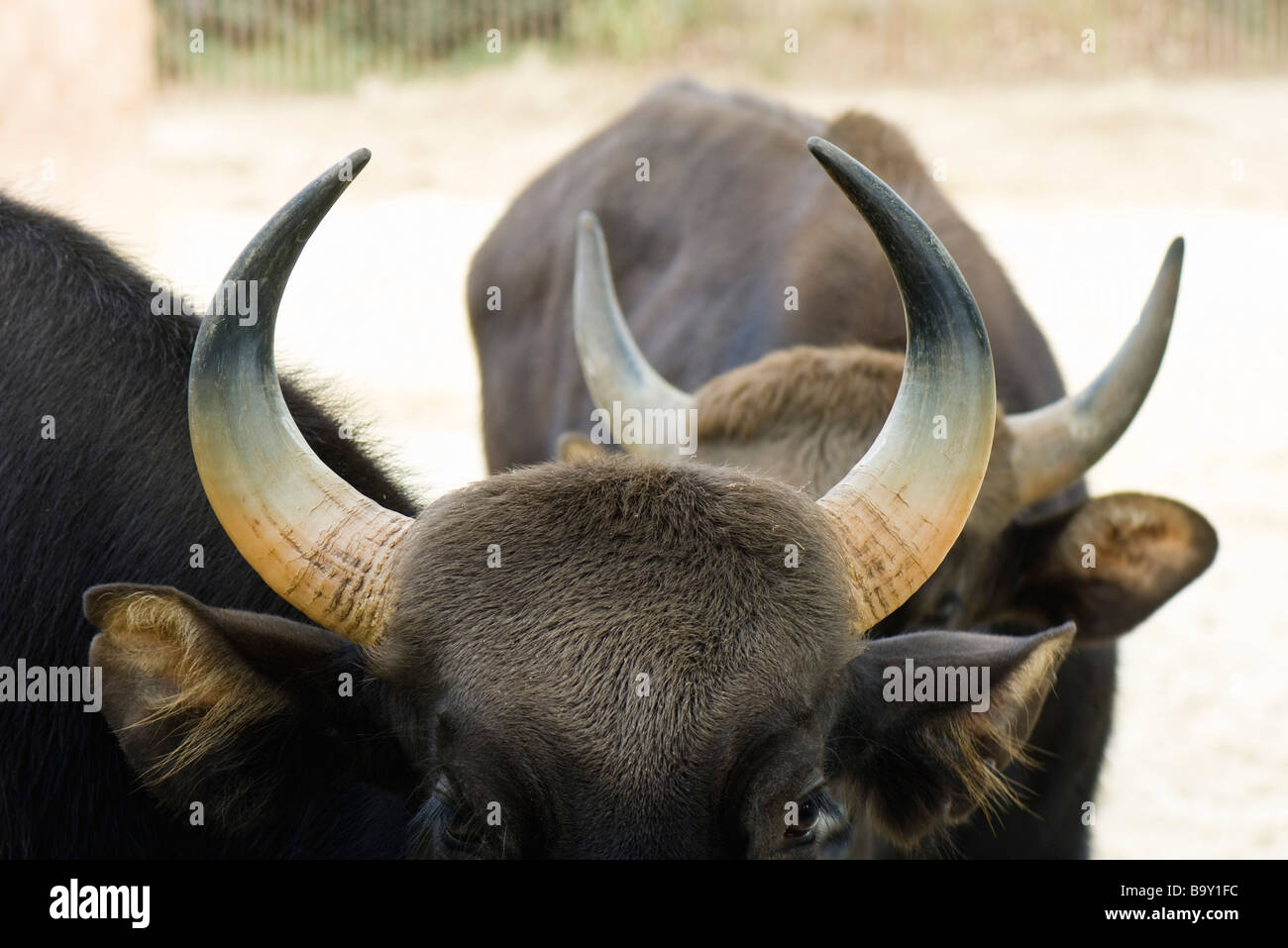 Gaur (Bos Gaurus), Nahaufnahme Stockfoto