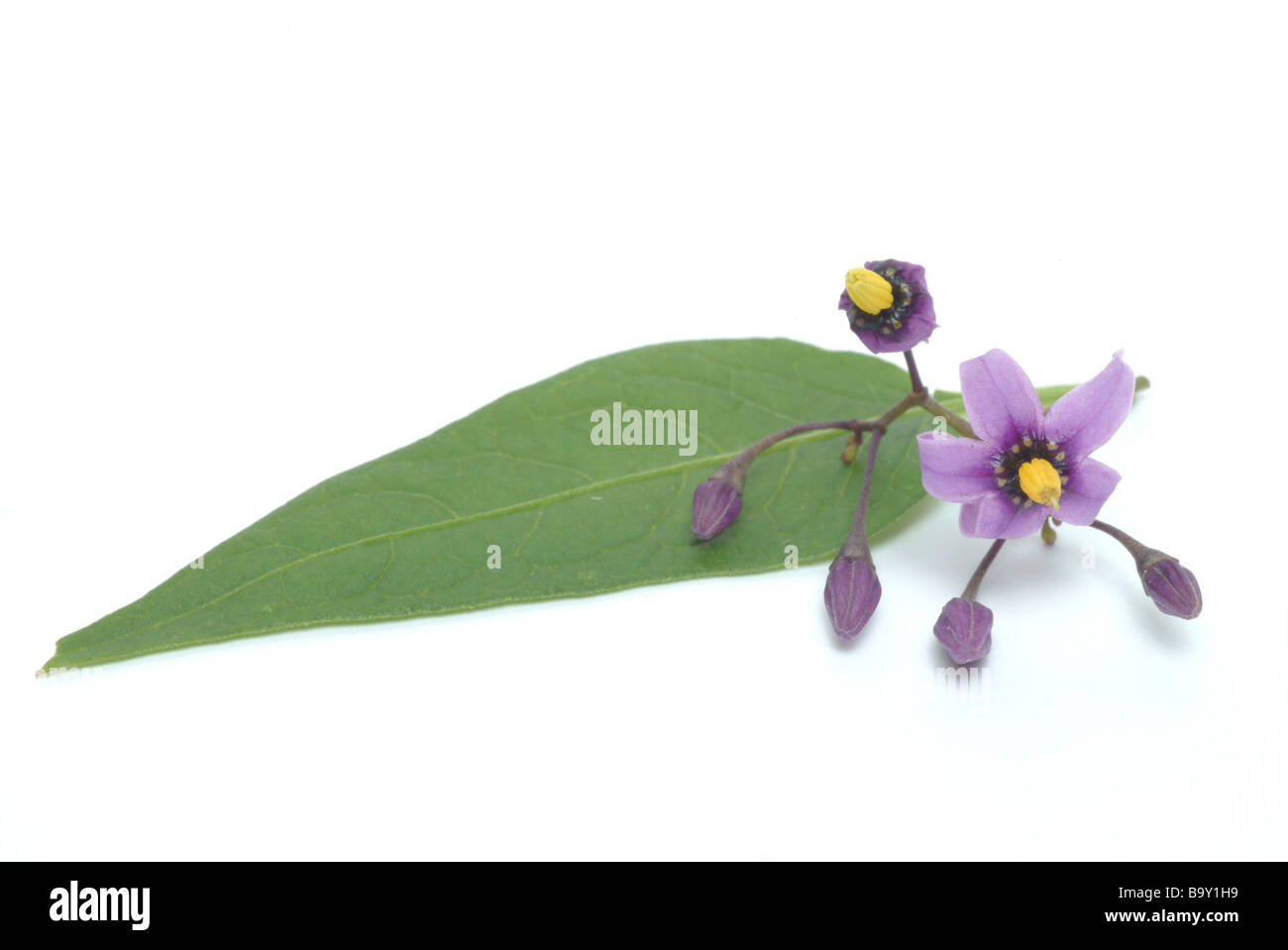 Heilpflanze Bittersüß Bittersüßer Nachtschatten Bitter Nachtschatten Dulcamara bittersüß Solanum dulcamara Stockfoto