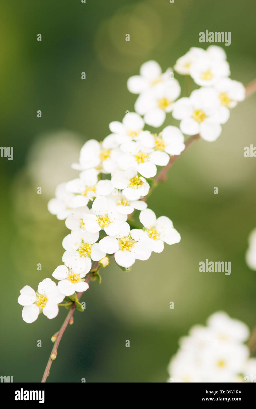 SPIRAEA MISCHPFLANZUNGEN SCHAUM KANN BLUMEN Stockfoto