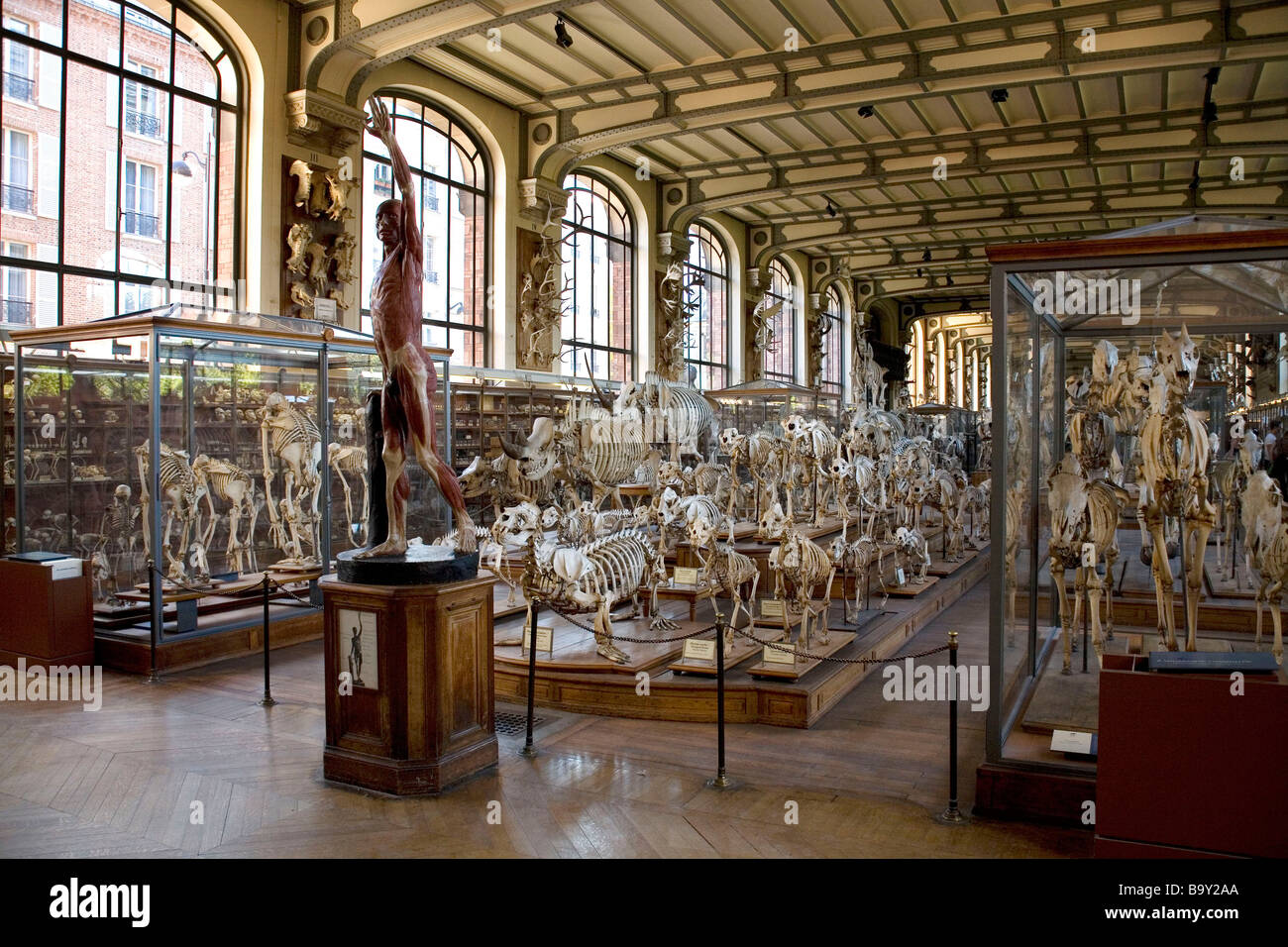 Museum für Naturgeschichte in Paris, Frankreich Stockfoto