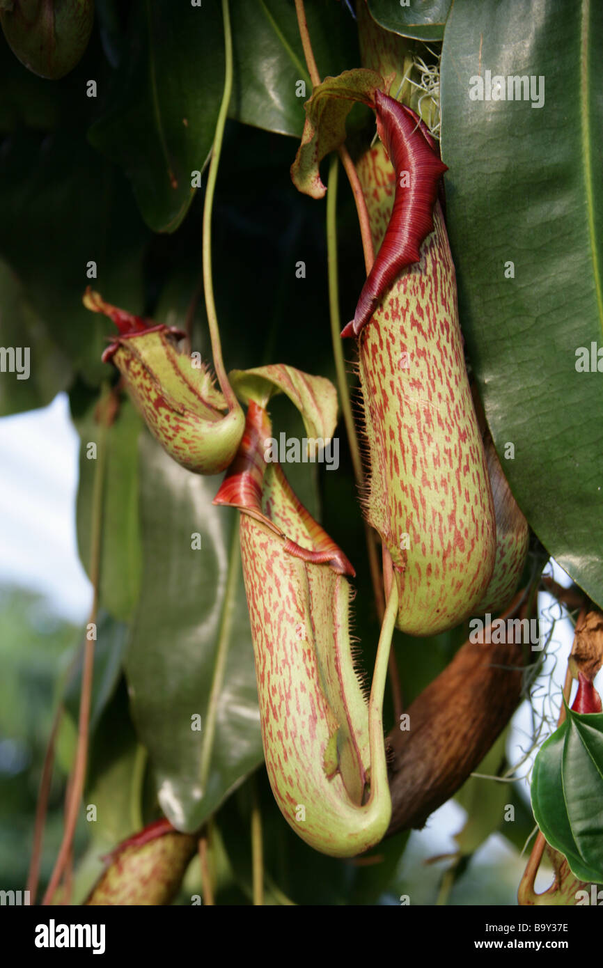 Tropischen Kannenpflanzen oder Affe Tassen, fleischfressende Kannenpflanze Nepenthes "Miranda", Nepenthaceae, Philippinen Stockfoto