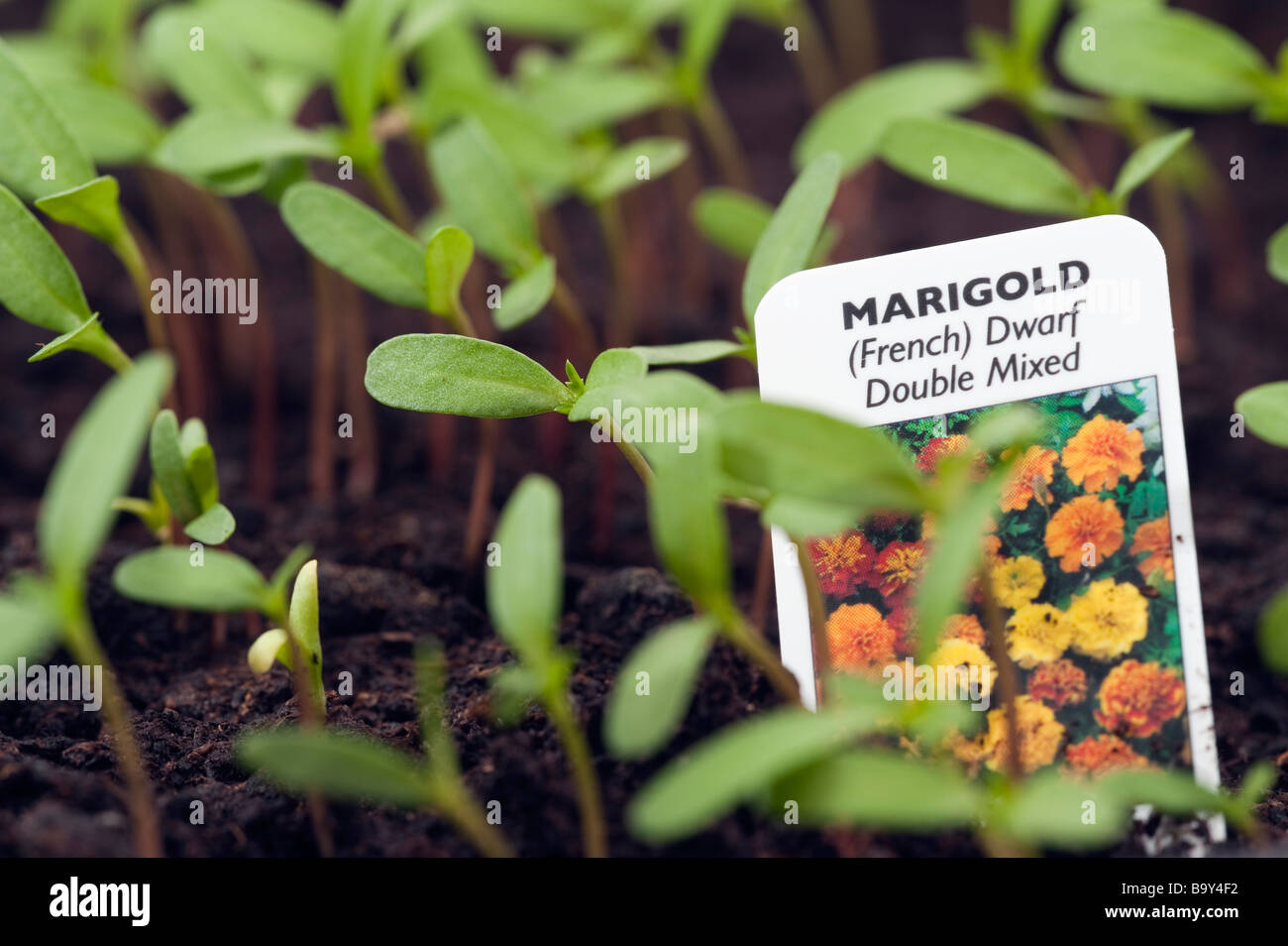 Ringelblume Sämlinge mit label Stockfoto