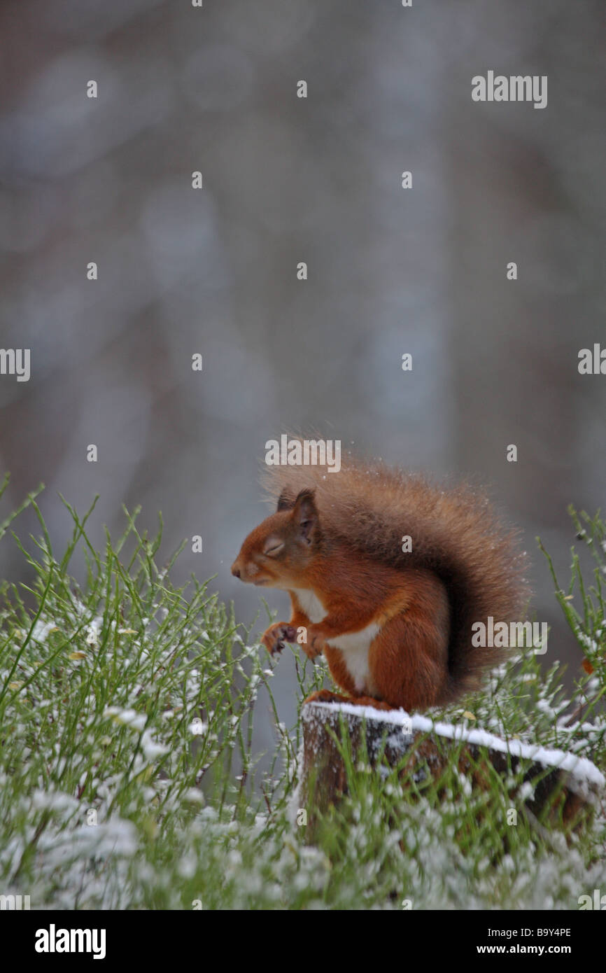 Eichhörnchen sitzt auf Baumstumpf mit Augen geschlossen in Wäldern mit leichten Abstauben von Schnee. Stockfoto