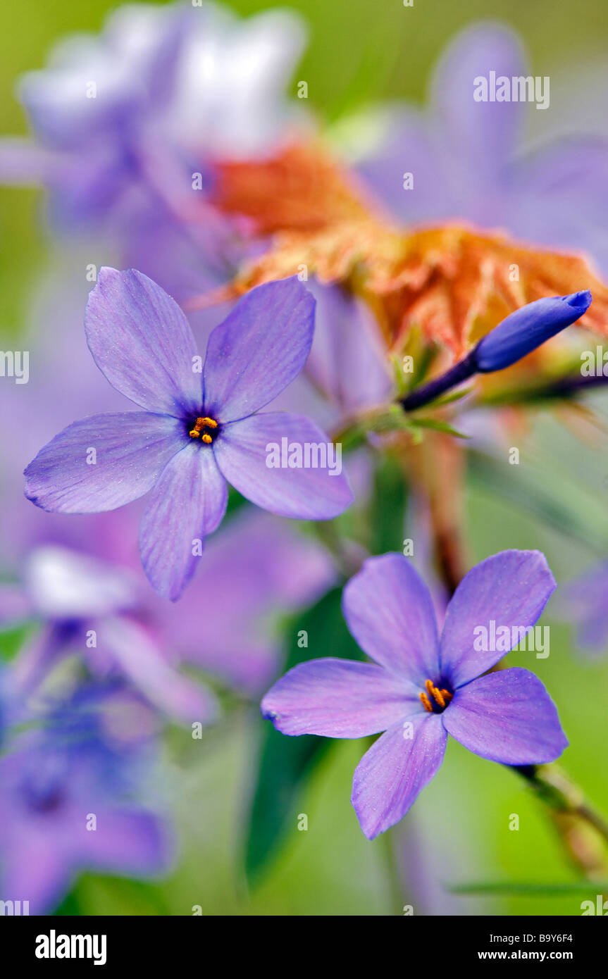 Nahaufnahme eines blauen Phlox Blüte und Knospe am Roaring Fork Motor Natur Trail Great Smoky Mountains Nationalpark Tennessee Stockfoto