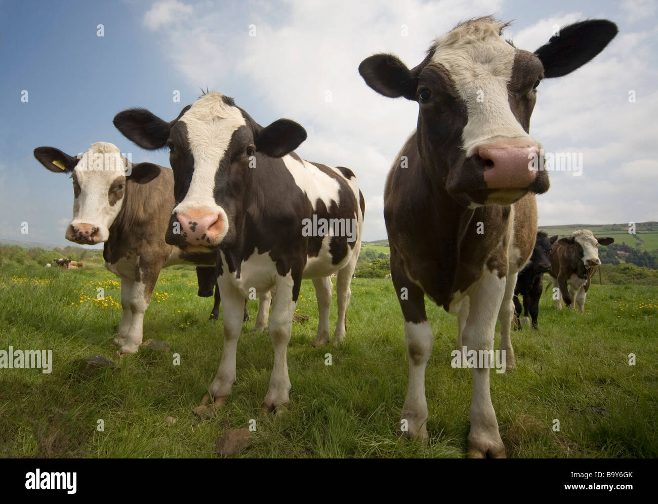 Vieh mit blick auf kamera -Fotos und -Bildmaterial in hoher Auflösung ...
