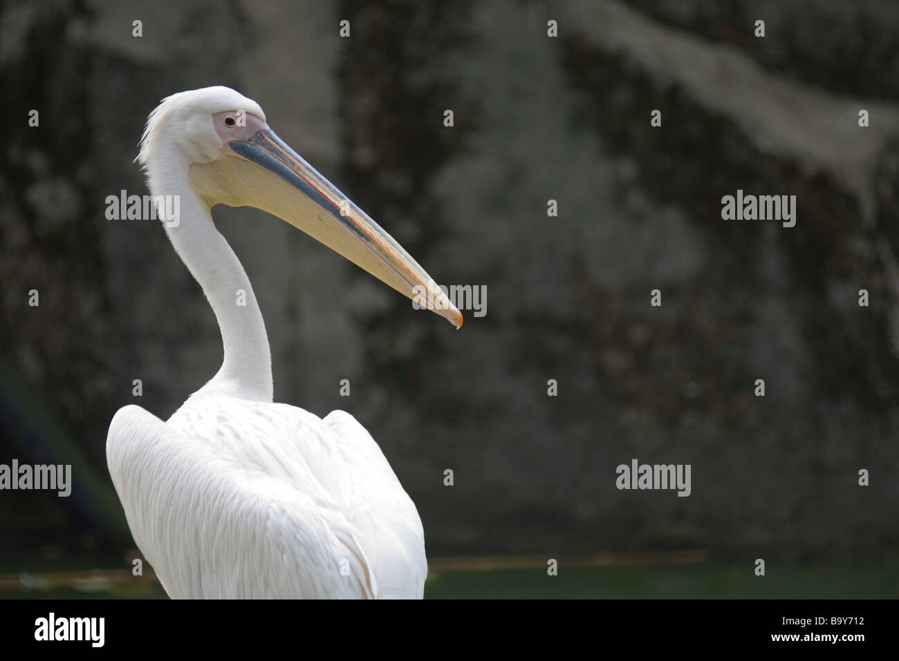 Großer weißer Pelikan (Pelecanus Onocrotalus) Stockfoto