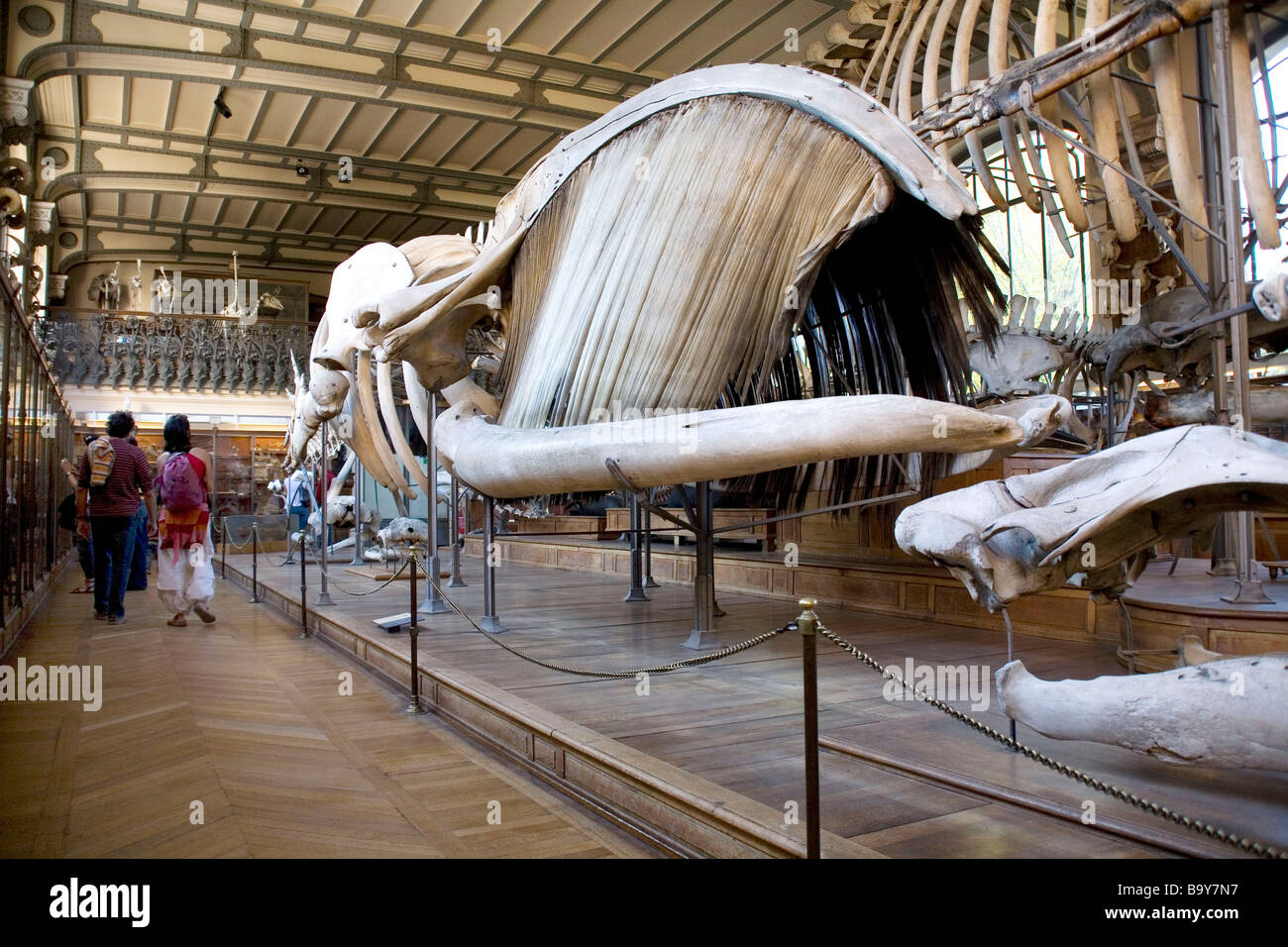 Museum of Natural History, Paris, Frankreich. Wal-Knochen, Skelett, Meeressäuger, tierische Probe, Fauna, Tierwelt. Menschen, Besucher Stockfoto