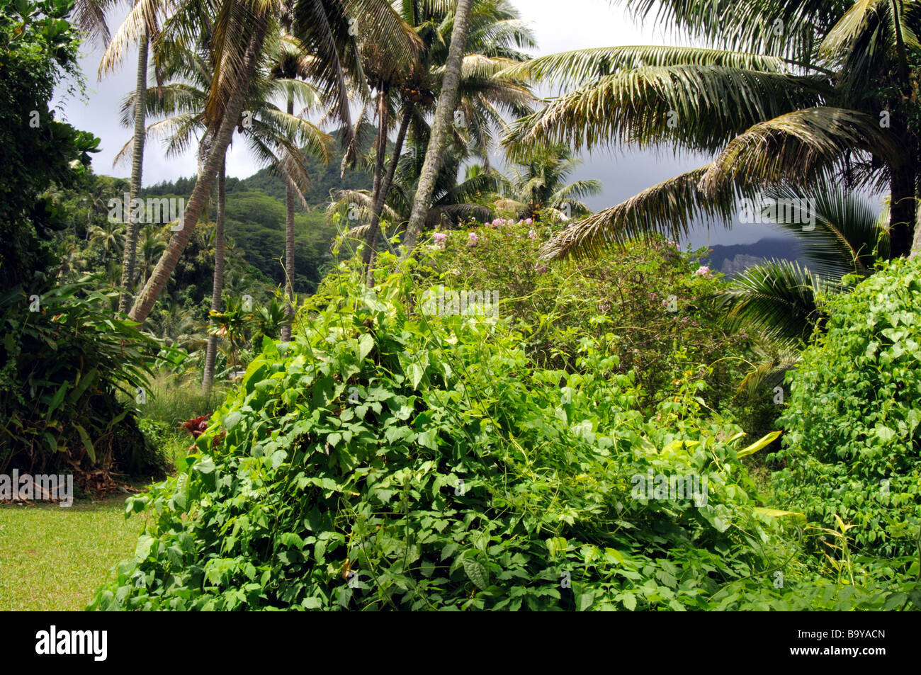 Rarotonga-Dschungel und nebligen Bergen Stockfoto