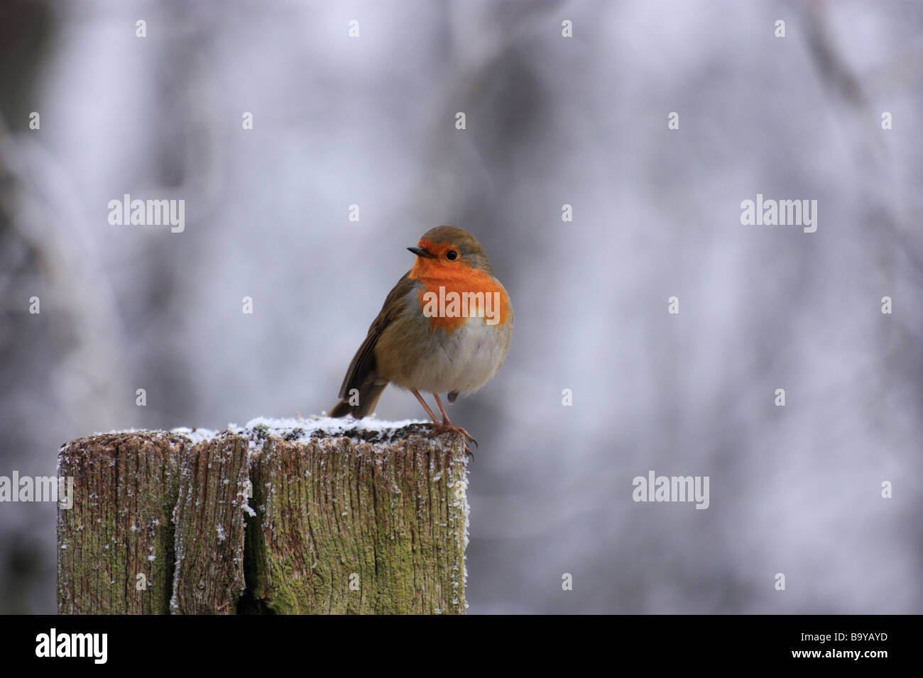 Eine neugierige Robin sitzt auf einem Zaunpfahl im winter Stockfoto