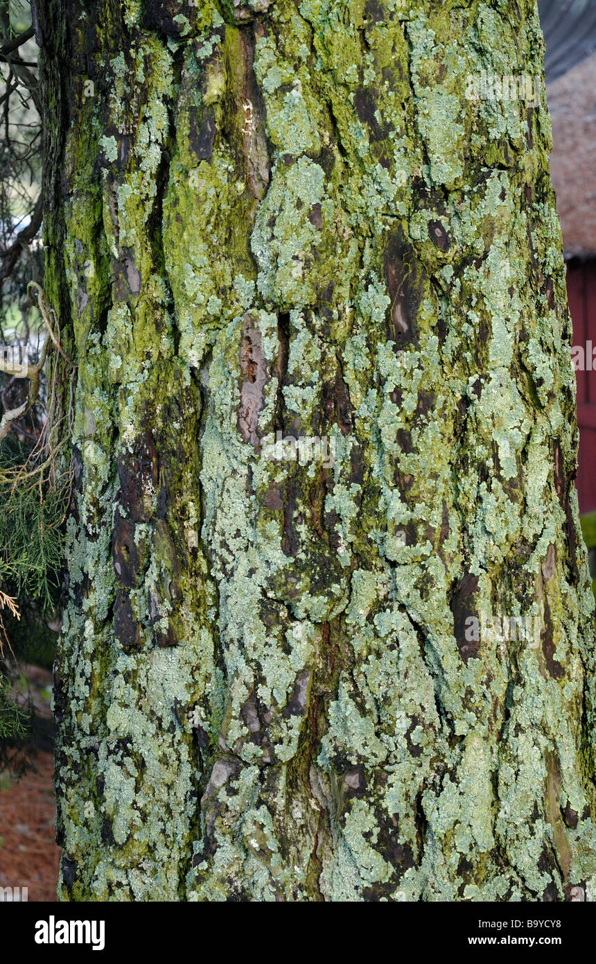 foliose Flechten wachsen auf der Nordseite einer Pinie Stockfoto