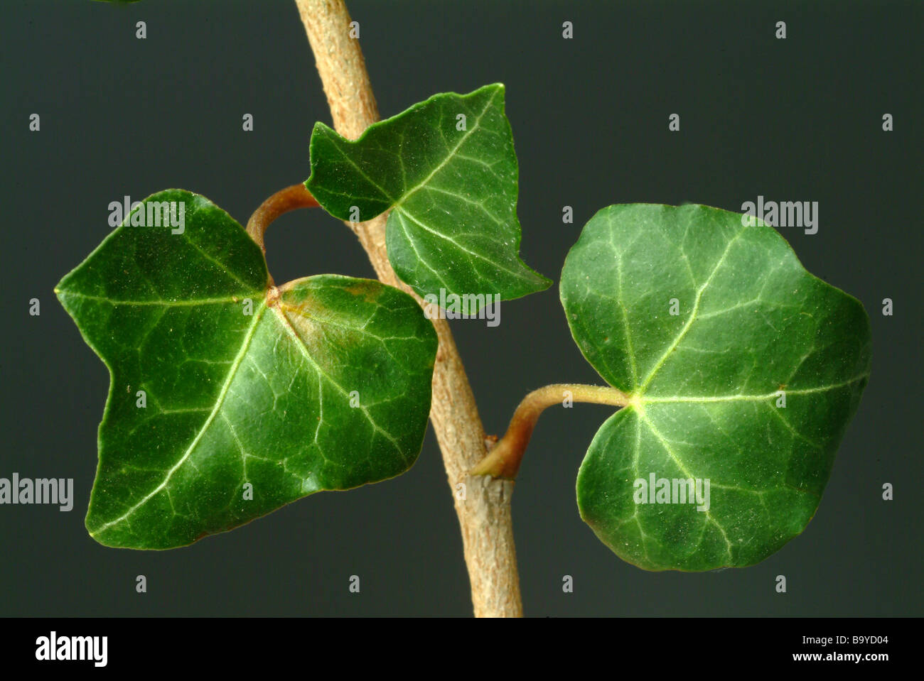 Blätter der Heilpflanze Efeu gemeinsame Ivy Hedera Helix Edera Stockfoto