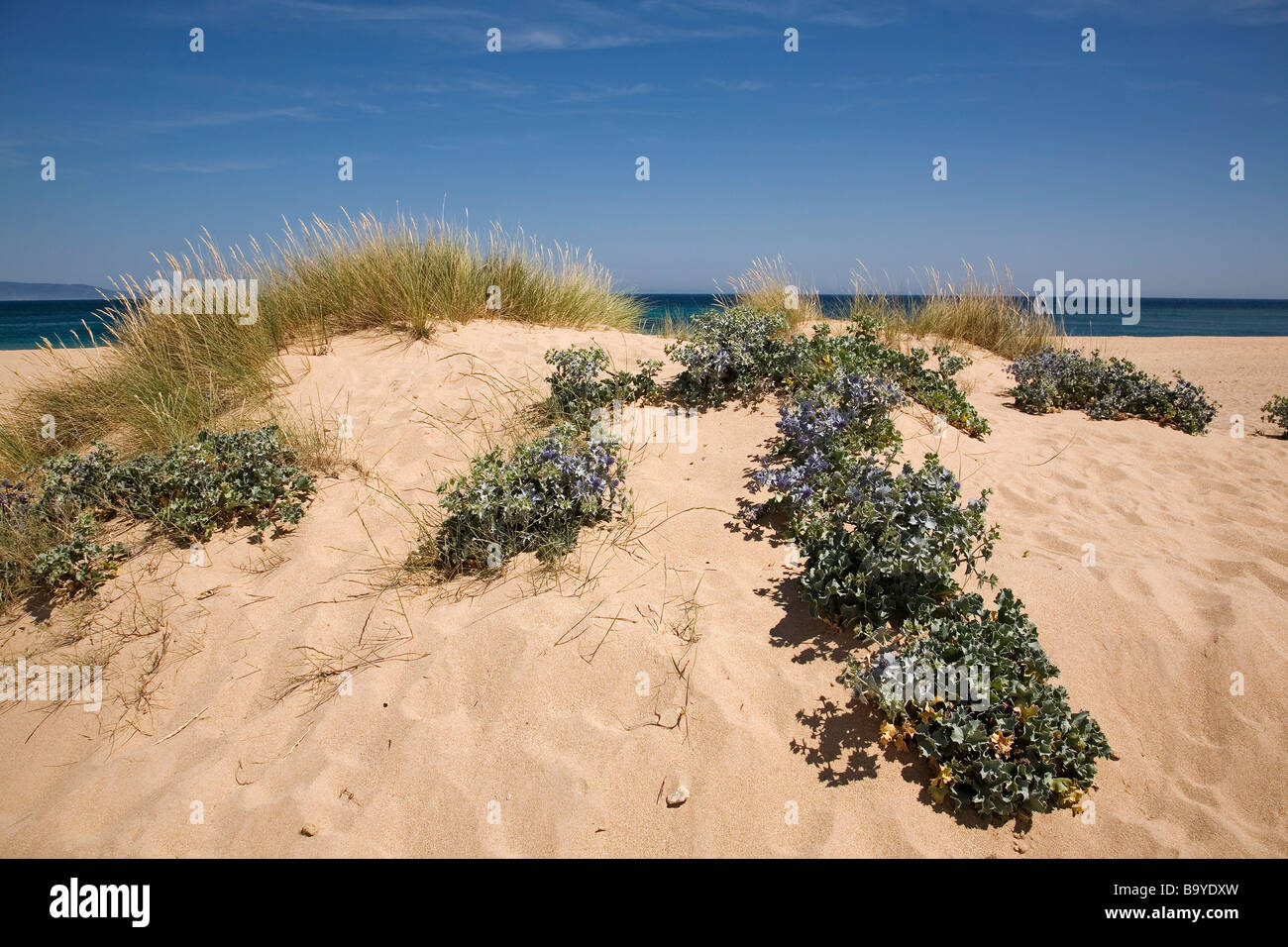 Caños De La Meca Beaches in Barbate Atlantik Costa De La Luz Cadiz Andalusien Spanien Stockfoto