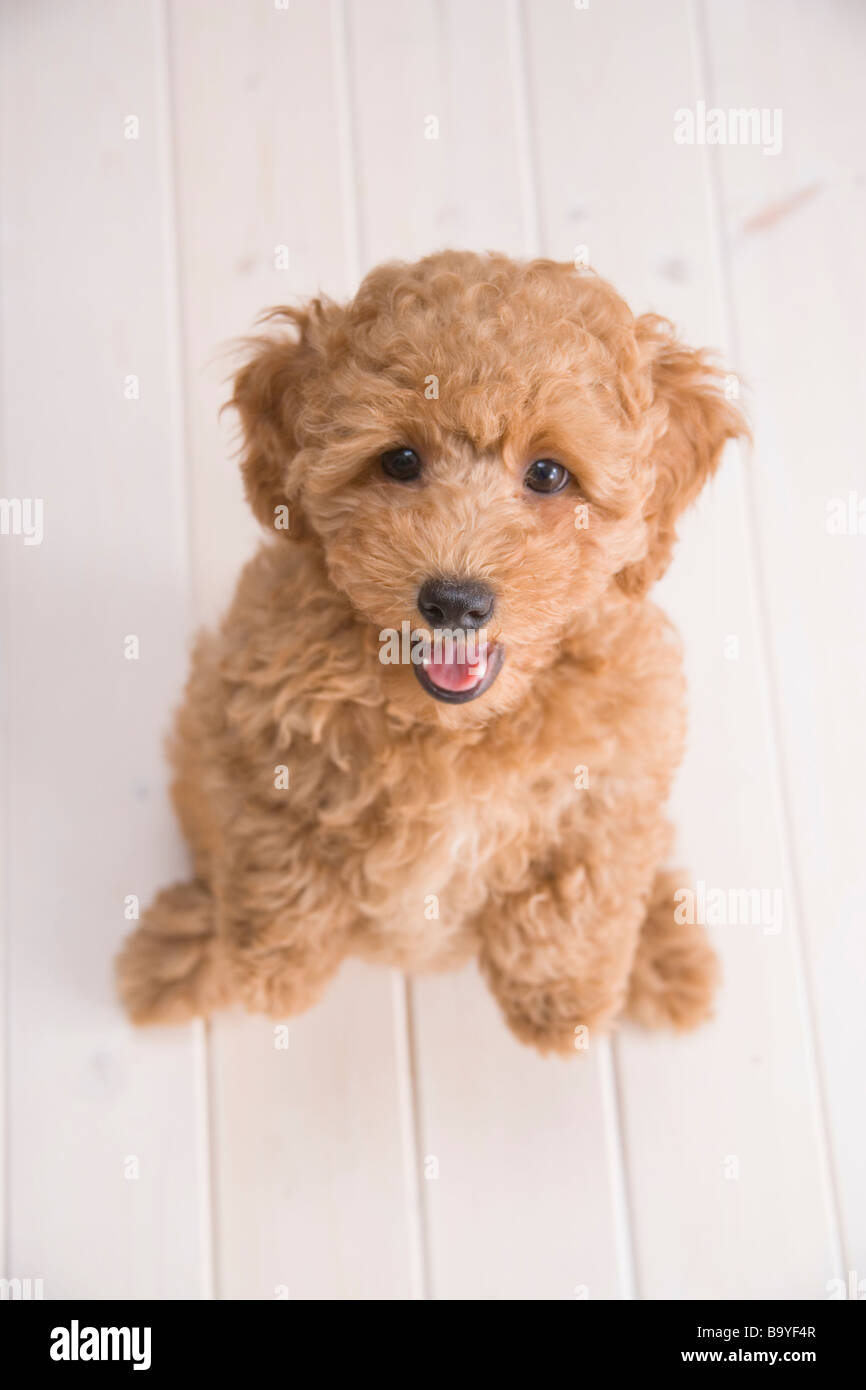 Pudel stehend Stockfoto