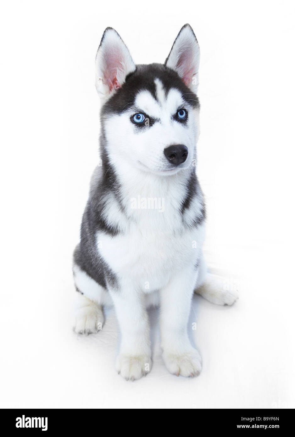 Ein Siberian Husky-Welpen Stockfoto