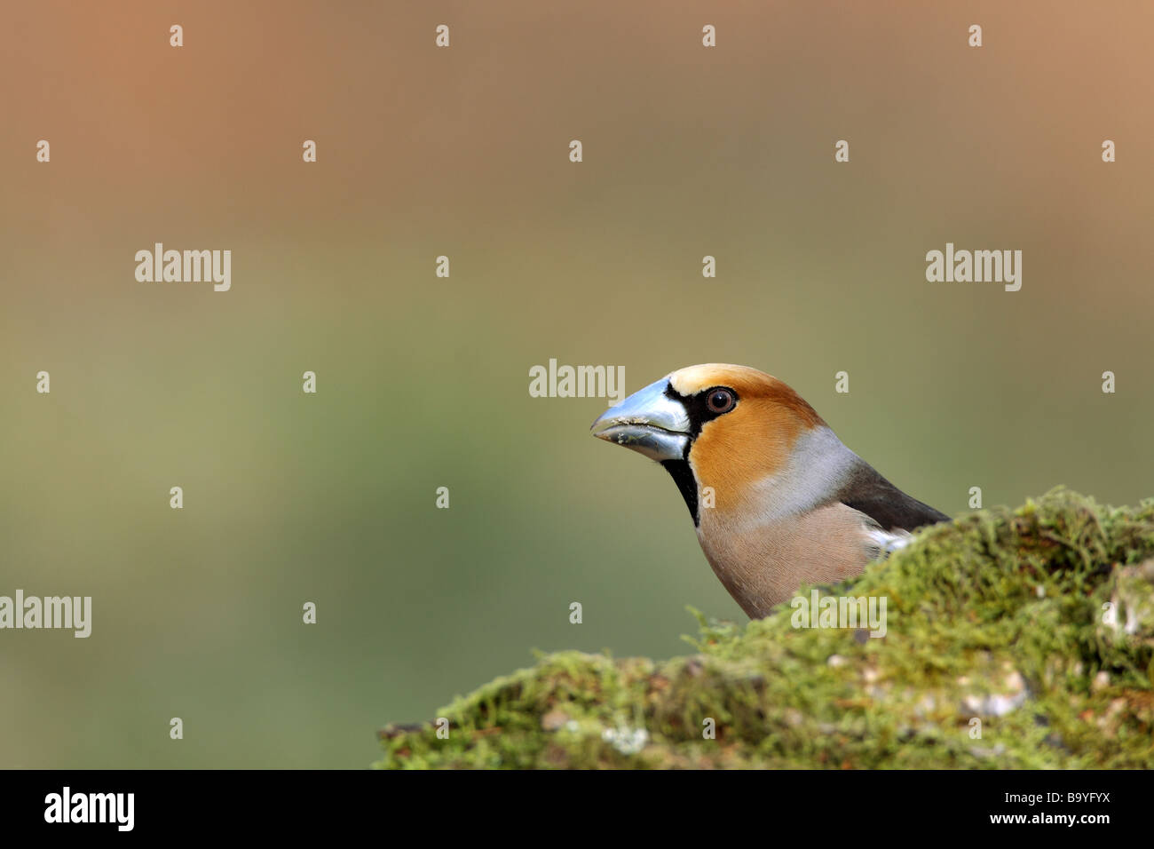 Männliche Kernbeißer Coccothraustes Coccothraustes, UK. Stockfoto